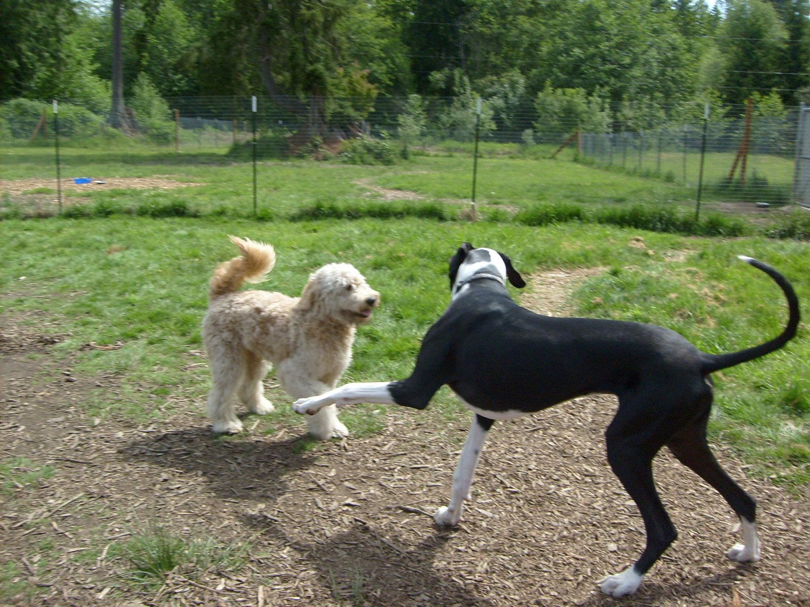 Dogs playing at the ranch